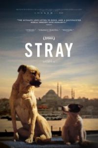 Stray (2021)